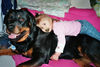 Rottweiler Foto: Dreamteam Max und Emely (ID 35284) Rottweiler Hund