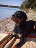 Rottweiler Foto: mein jimmy (ID 16046) Rottweiler Hund