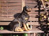 Rottweiler Foto: Aska - ist sie nicht schön!!! (ID 28356) Rottweiler Hund