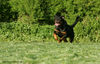 Rottweiler Foto: Asmus v.d. Nibelungen rennt........... (ID 36771) Rottweiler Hund