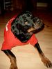 Rottweiler Foto: Rocco (ID 18277) Rottweiler Hund