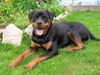 Rottweiler Foto: Alissa (Ronja) v. Braunauer Wappen (8 Mon) (ID 32392) Rottweiler Hund