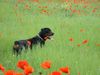 Rottweiler Foto: hoffentlich bald sommer (ID 19006) Rottweiler Hund