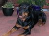 Rottweiler Foto: Ginia (ID 11518) Rottweiler Hund