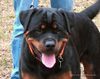 Rottweiler Foto: Bogart v.d. Nibelungen 11 Monate alt (ID 29932) Rottweiler Hund