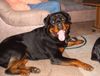 Rottweiler Foto: Asmus v.d. Nibelungen 17 Monate (ID 21796) Rottweiler Hund