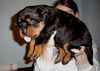 Rottweiler Hund