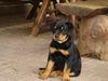 Rottweiler Foto: Kira 9 Wochen (ID 33906) Rottweiler Hund