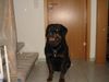 Rottweiler Foto: (ID 11122) Rottweiler Hund