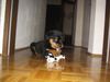 Rottweiler Foto: Ich bin der unschuldige Karli!! (ID 7436) Rottweiler Hund