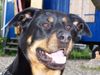 Rottweiler Foto (ID 34108) Rottweiler Hund