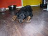 Rottweiler Hund