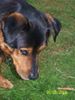 Rottweiler Foto: Chicco war mal ein amer strassenhund im sonnigen Süden (ID 34478) Rottweiler Hund