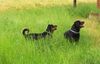 Rottweiler Foto: KING from SHAR&Xena (ID 35882) Rottweiler Hund