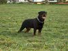 Rottweiler Foto: KING from SHAR (ID 34228) Rottweiler Hund