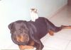 Rottweiler Foto: wahre Liebe2 (ID 19007) Rottweiler Hund