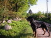 Rottweiler Foto (ID 28341) Rottweiler Hund