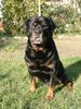 Rottweiler Hund