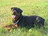 Rottweiler Foto: Astor NL (ID 34558) Rottweiler Hund