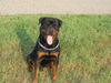 Rottweiler Foto: Astor NL (ID 34559) Rottweiler Hund