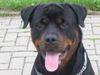 Rottweiler Foto: Astor NL (ID 34560) Rottweiler Hund
