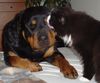 Rottweiler Foto: ich tue dich abwasche kleine (ID 19005) Rottweiler Hund