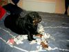 Rottweiler Foto: Erwischt !!!! (ID 10138) Rottweiler Hund