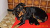 Rottweiler Hund
