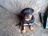 Rottweiler Hund