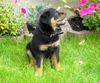 Rottweiler Hund