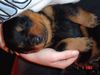 Rottweiler Foto: Bachus v.d. Nibelungen 19 Tage alt (ID 21801) Rottweiler Hund