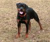Rottweiler Foto: Bogart v.d. Nibelungen 11 Monate alt (ID 29933) Rottweiler Hund