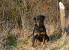 Rottweiler Foto: Aysel v.d. Nibelungen (ID 36772) Rottweiler Hund