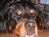 Rottweiler Foto: Unser verschmuster Berner-Sennen-Rotti-Mix (ID 4110) Rottweiler Hund