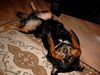 Rottweiler Foto: Merlin kann nicht mehr hinschauen!!! (ID 4413) Rottweiler Hund