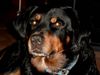 Rottweiler Foto: Merlin, unser Bärchen (ID 11171) Rottweiler Hund