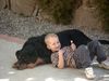Rottweiler Foto: 2 Dicke Freunde (ID 7686) Rottweiler Hund
