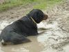 Rottweiler Foto: wir tue für CACIB vorbereiten (ID 19009) Rottweiler Hund
