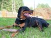 Rottweiler Foto: Bosco (ID 16315) Rottweiler Hund