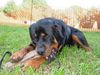 Rottweiler Foto (ID 16314) Rottweiler Hund