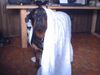 Rottweiler Foto: ghost dog (ID 19008) Rottweiler Hund