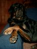 Rottweiler Foto: Angenehm...ROCCO !!!! (ID 10137) Rottweiler Hund