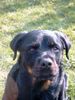 Rottweiler Foto: nochmals Rocco (ID 10752) Rottweiler Hund