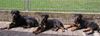 Rottweiler Foto: Bijou 7 Jahre, Peewee 6 Monate, Quenda 6 Monate (ID 1052) Rottweiler Hund