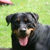 Rottweiler Foto: Hera vom Herrenholz (ID 32309) Rottweiler Hund