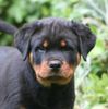 Rottweiler Foto: Age de Chevalier (ID 32143) Rottweiler Hund