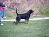 Rottweiler Hund