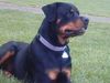 Rottweiler Foto: mein jimmy (ID 16390) Rottweiler Hund