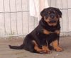Rottweiler Foto: Brenda von den Nibelungen (ID 21800) Rottweiler Hund