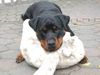 Rottweiler Foto: Aysel v.d. Nibelungen ( das ist mein Affe...) (ID 36773) Rottweiler Hund